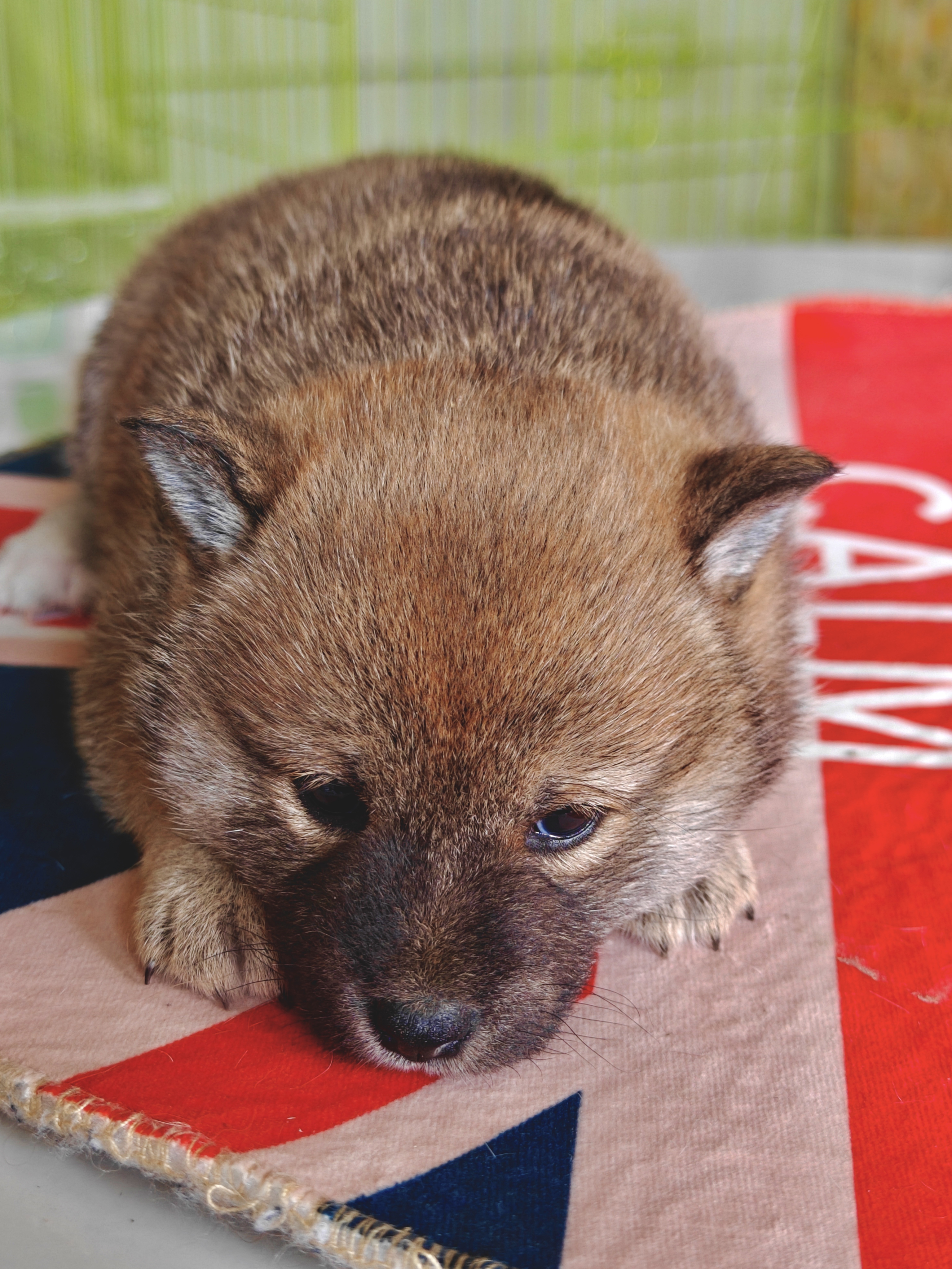 精品包子脸,爆红柴犬妹妹,